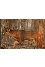 Birchwood Casey EZE-Scorer Whitetail Deer - 23" x 35" - 2 Count