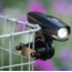 PDW Outpost basket light mount