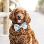 DOG BOW TIE