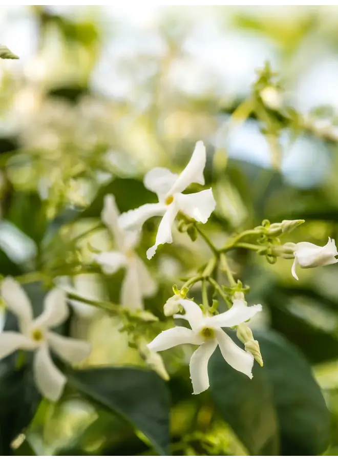 PURA DIFFUSER FRAGRANCE REFILL-BECKI OWENS ATMOSPHERE