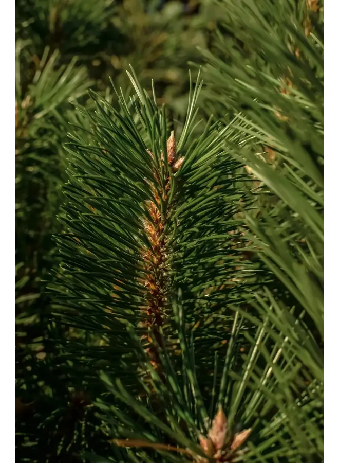 PURA FRAGRANCE DIFFUSER REFILL-ILLUME BALSAM & CEDAR