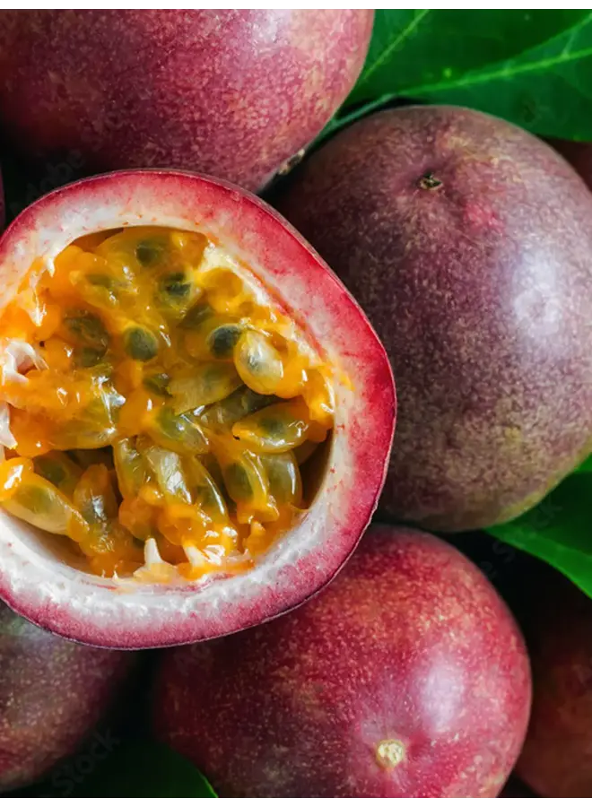 PURA FRAGRANCE DIFFUSER REFILL-GLASSHOUSE ONE NIGHT IN RIO