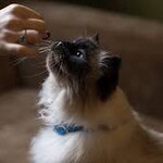 Treat