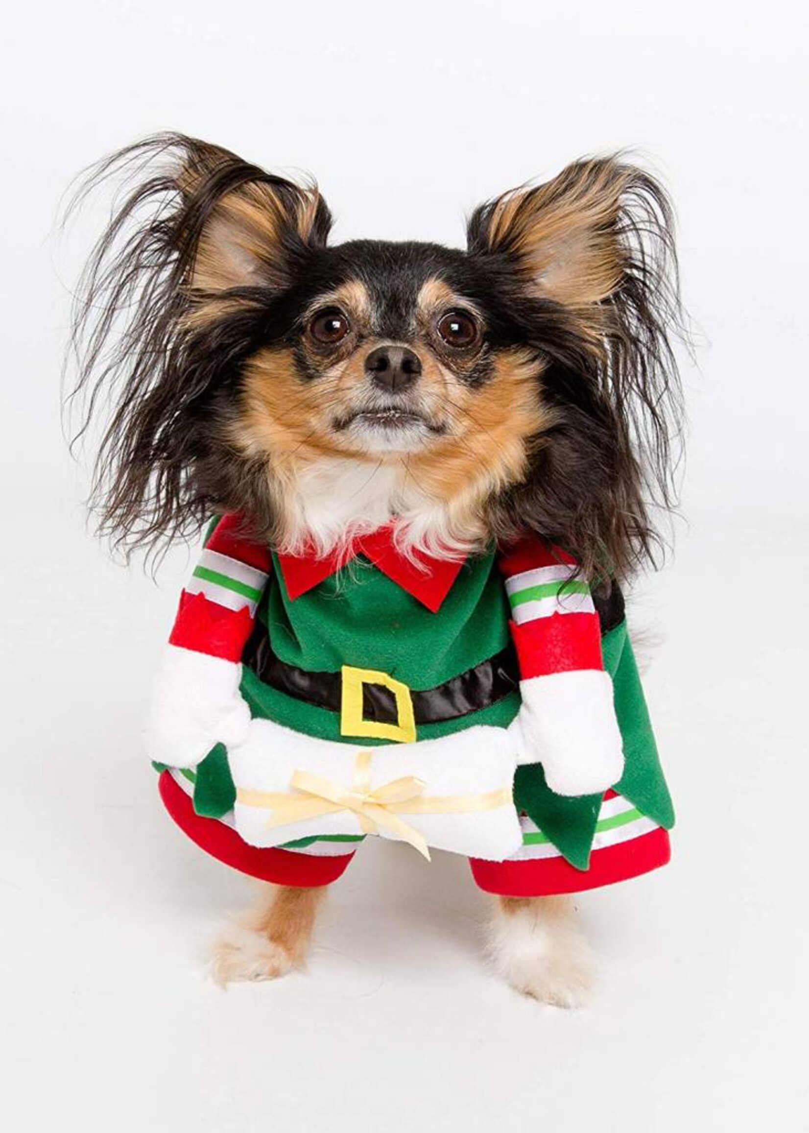 Pet Krewe Pet Krewe Elf