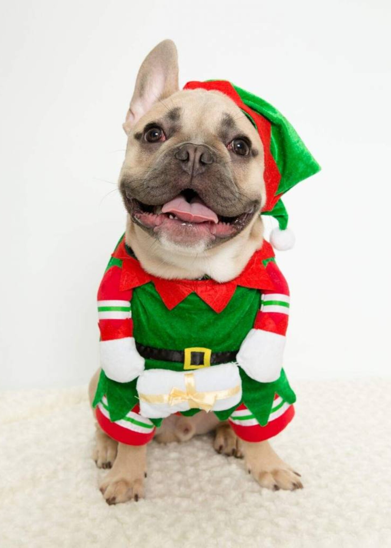 Pet Krewe Pet Krewe Elf