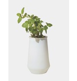 Modern Sprout Mint Tapered Tumbler Grow Kit