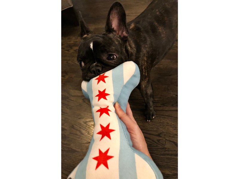 Sophisticated Pup Chicago Flag Bone Dog Toy