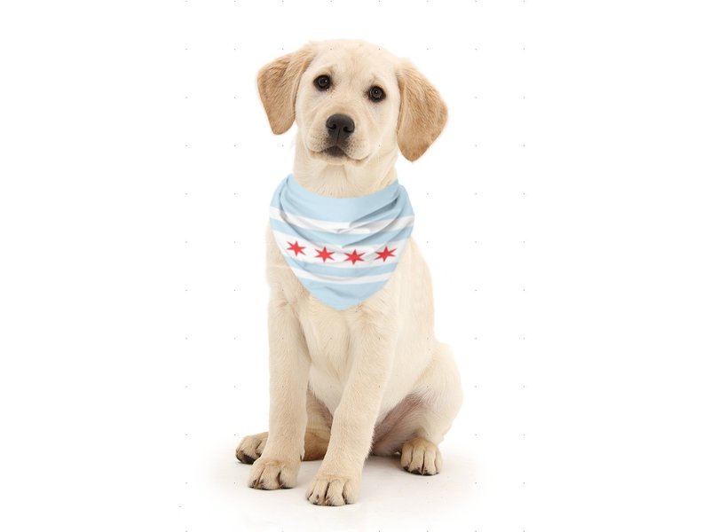 Sophisticated Pup Chicago Flag Dog Bandana