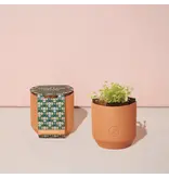 Modern Sprout Tiny Terracotta - Good Luck Clover