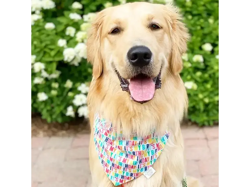 Chicago Dog Co It's My Birthday Bandana - XL