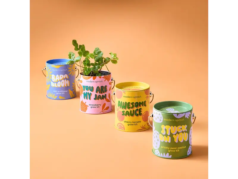 Modern Sprout Complimentary Color Grow Kits - Bada Bloom (Mini Sunflower)