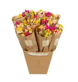 Penny + Clover Dried Flowers - Market Bouquet - Summer Crush (Single Bouquet)