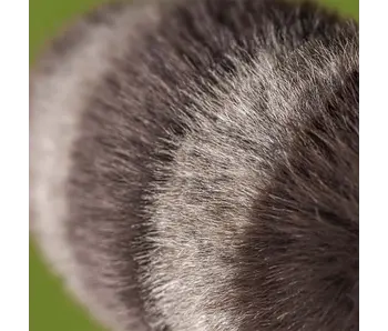 Trixiwoo Raccoon