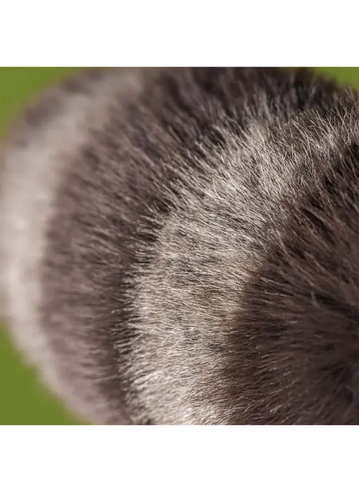 Trixiwoo Raccoon