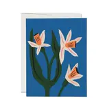 Red Cap Cards Blue Daffodils Greeting Card