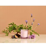 Apotheke Hinoki Lavender Petite Candle