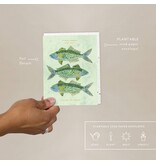 Seedlings One Fish, Two Fish - Congratulations Card