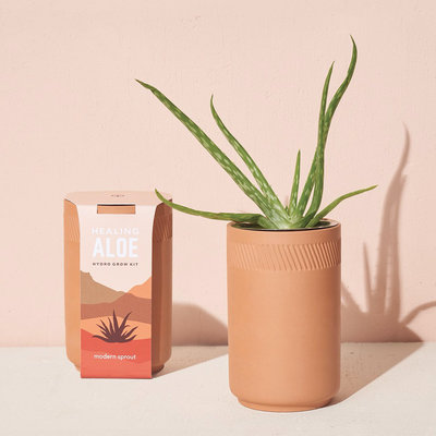 Modern sprout Terracotta Kit - Aloe