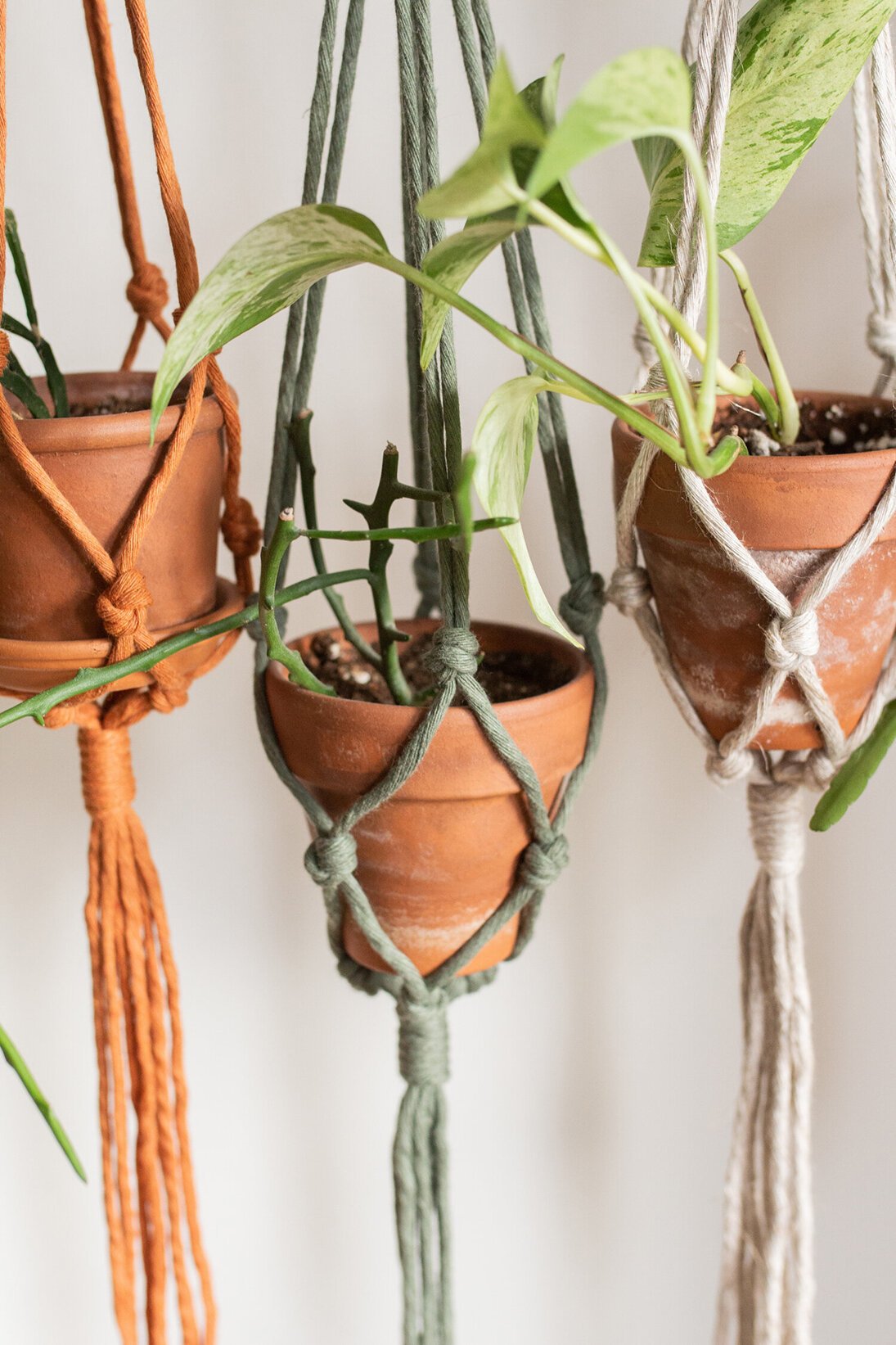 Plant hanger - Alhena