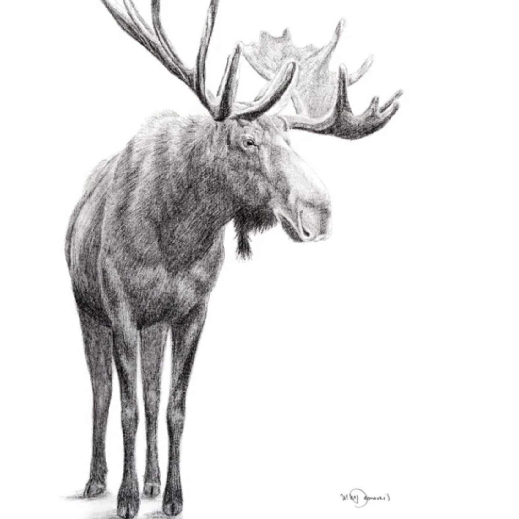 Moose standing poster 18x24