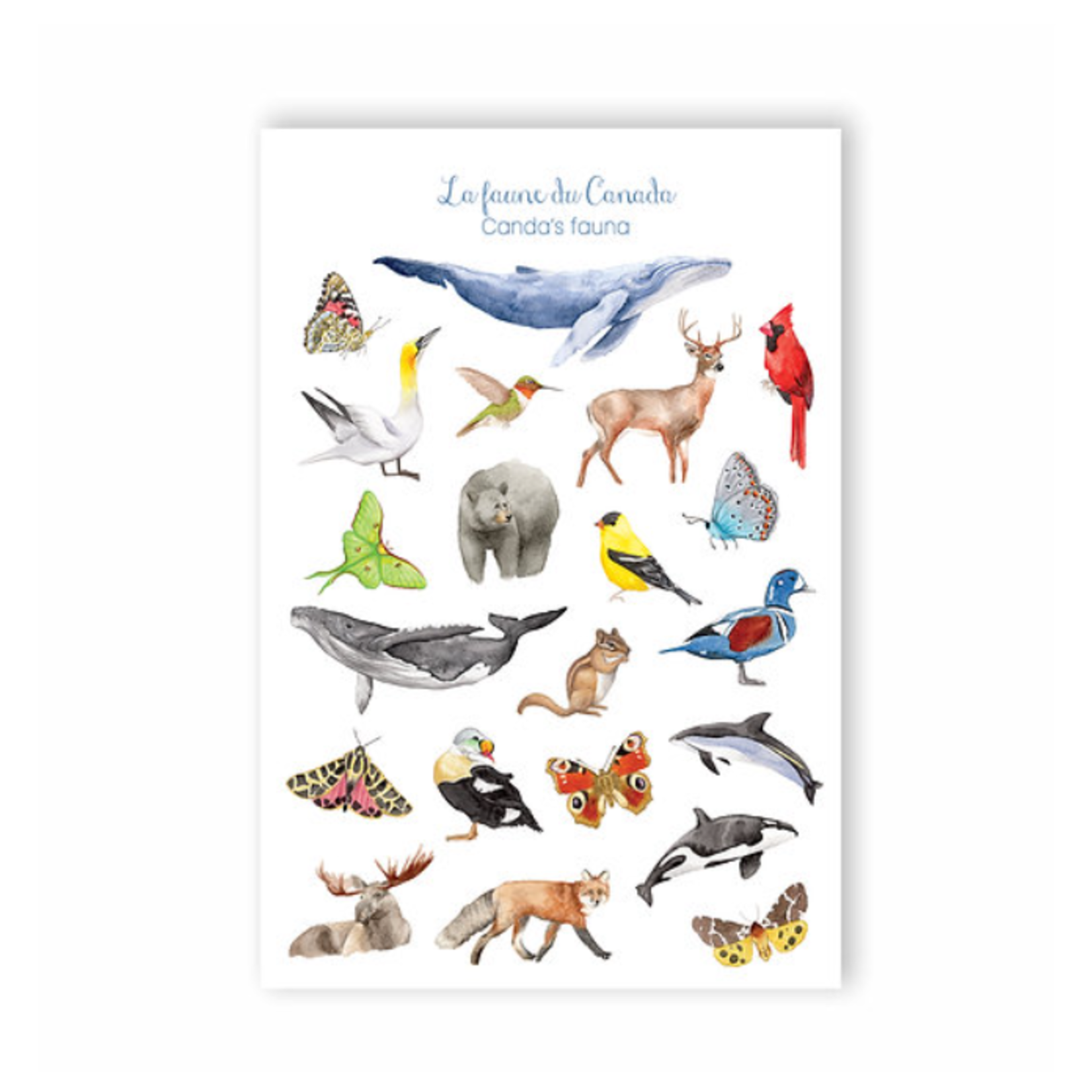 Carte postale - Faune du Canada