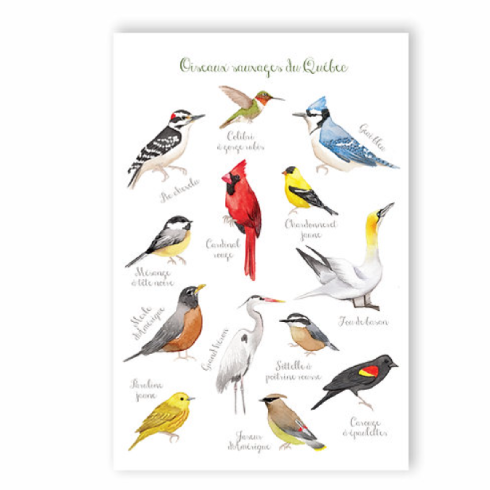 Postcard - Birds of Quebec