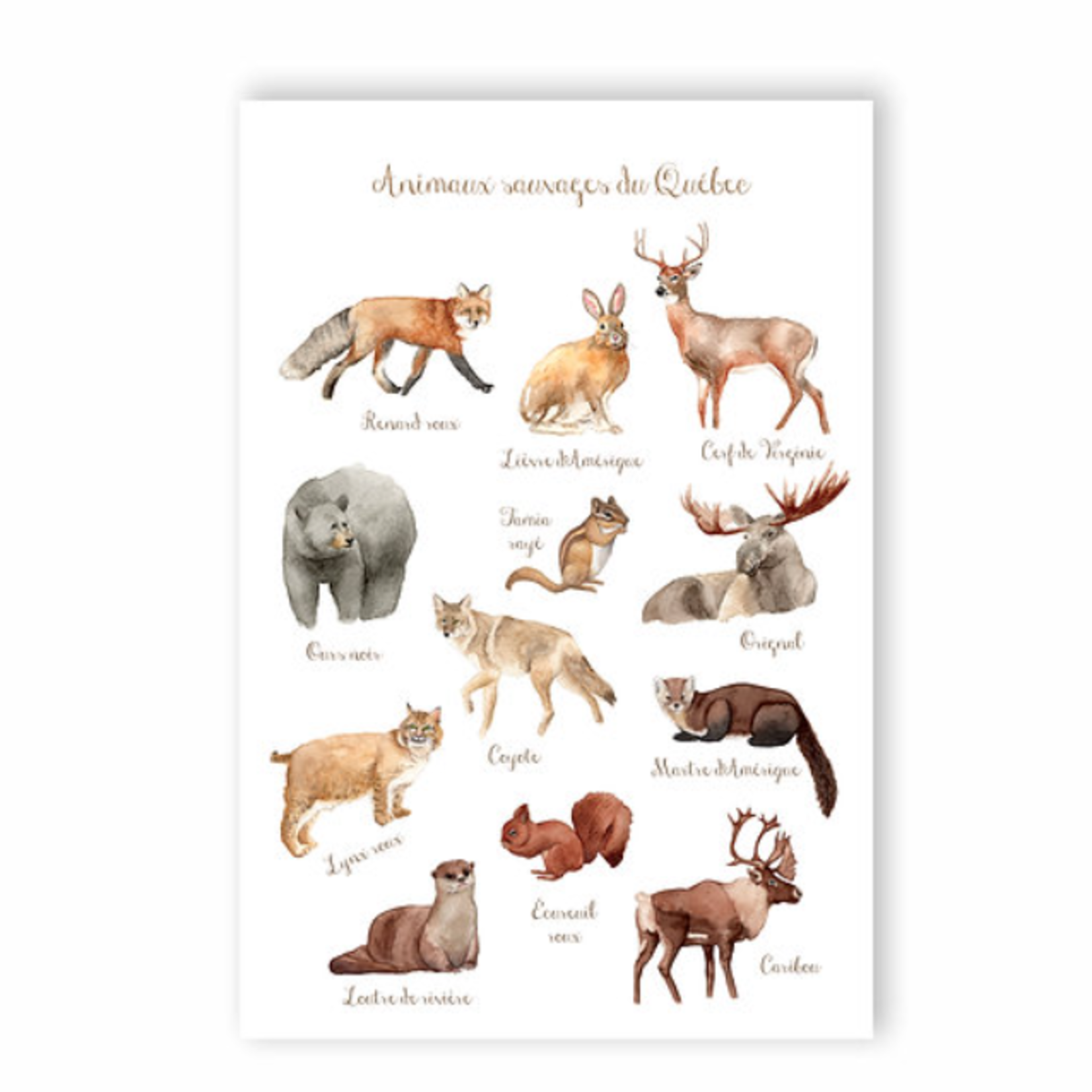 Postcard - Forest animals of Quebec