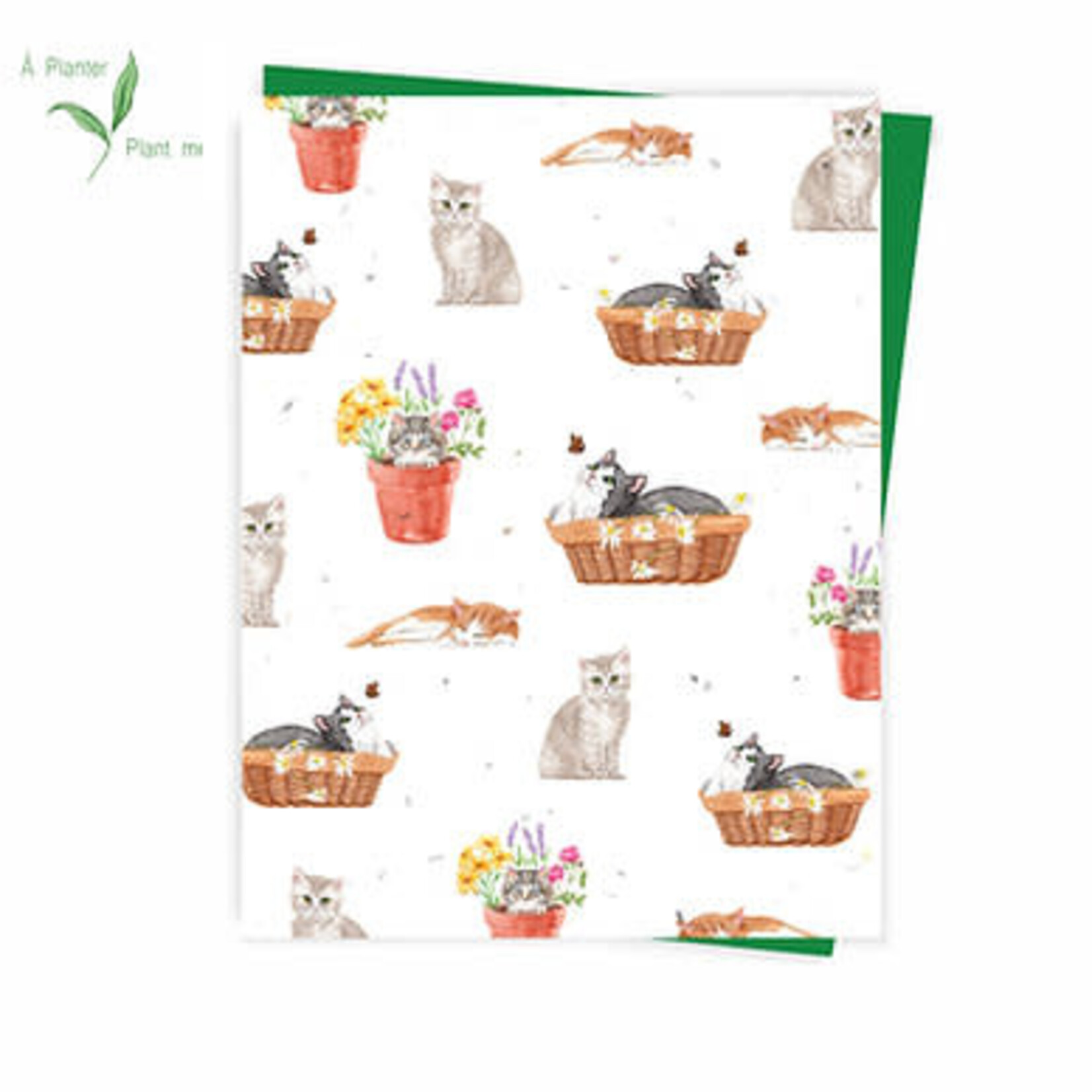 Carte Chats (ensemencée)