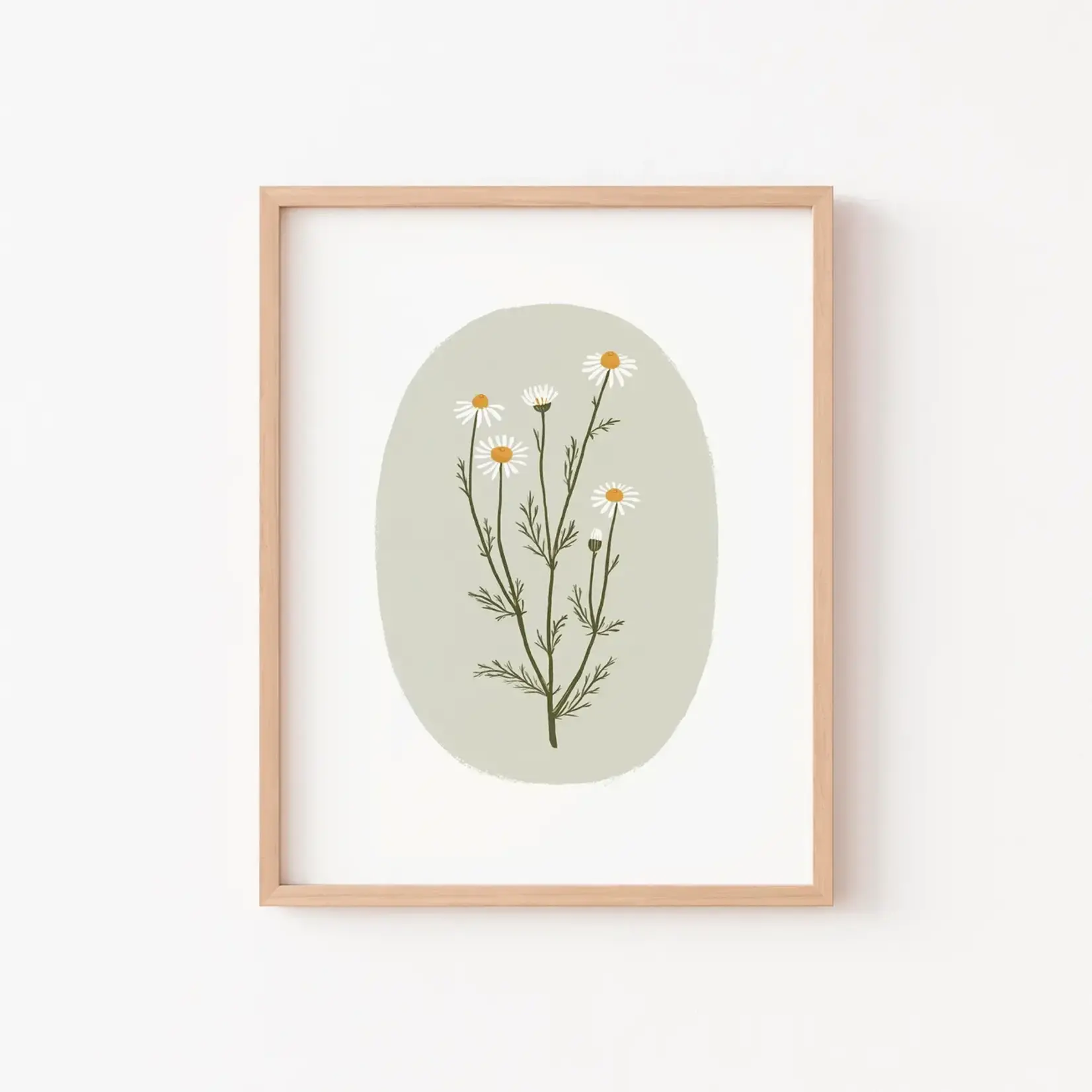 Poster - Wild Chamomile