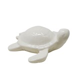 Petite tortue blanche