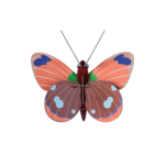 Kit 3D - Papillon Delias