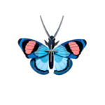 3D Kit - Peacock Butterfly