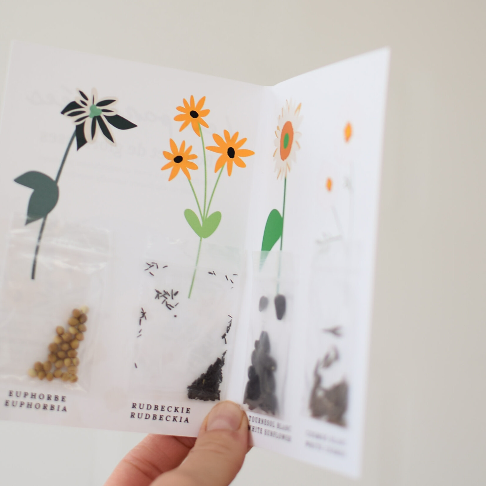 Semences Bouquet - Glorieuses