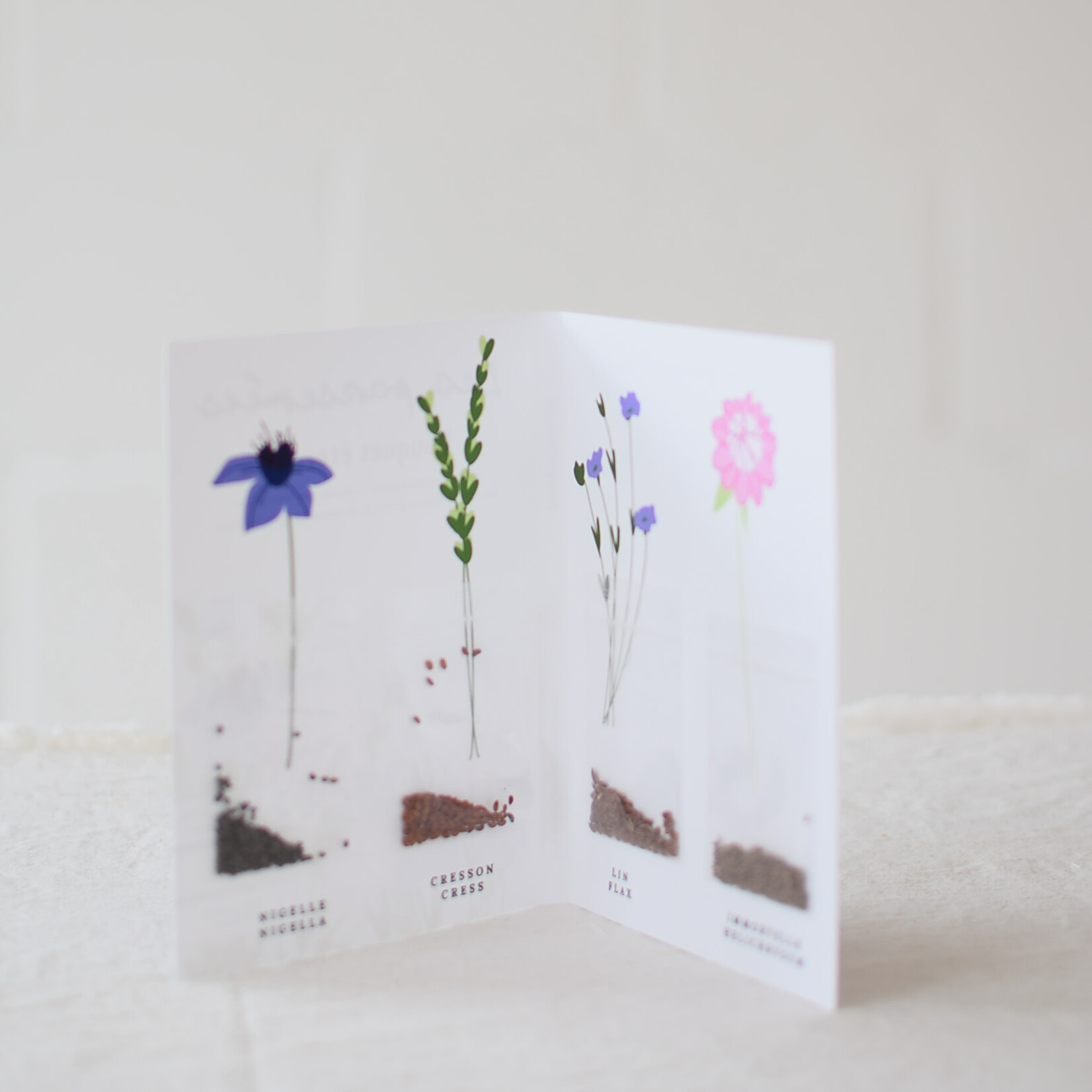 Eternel Bouquet Seeds - Flowers for Drying