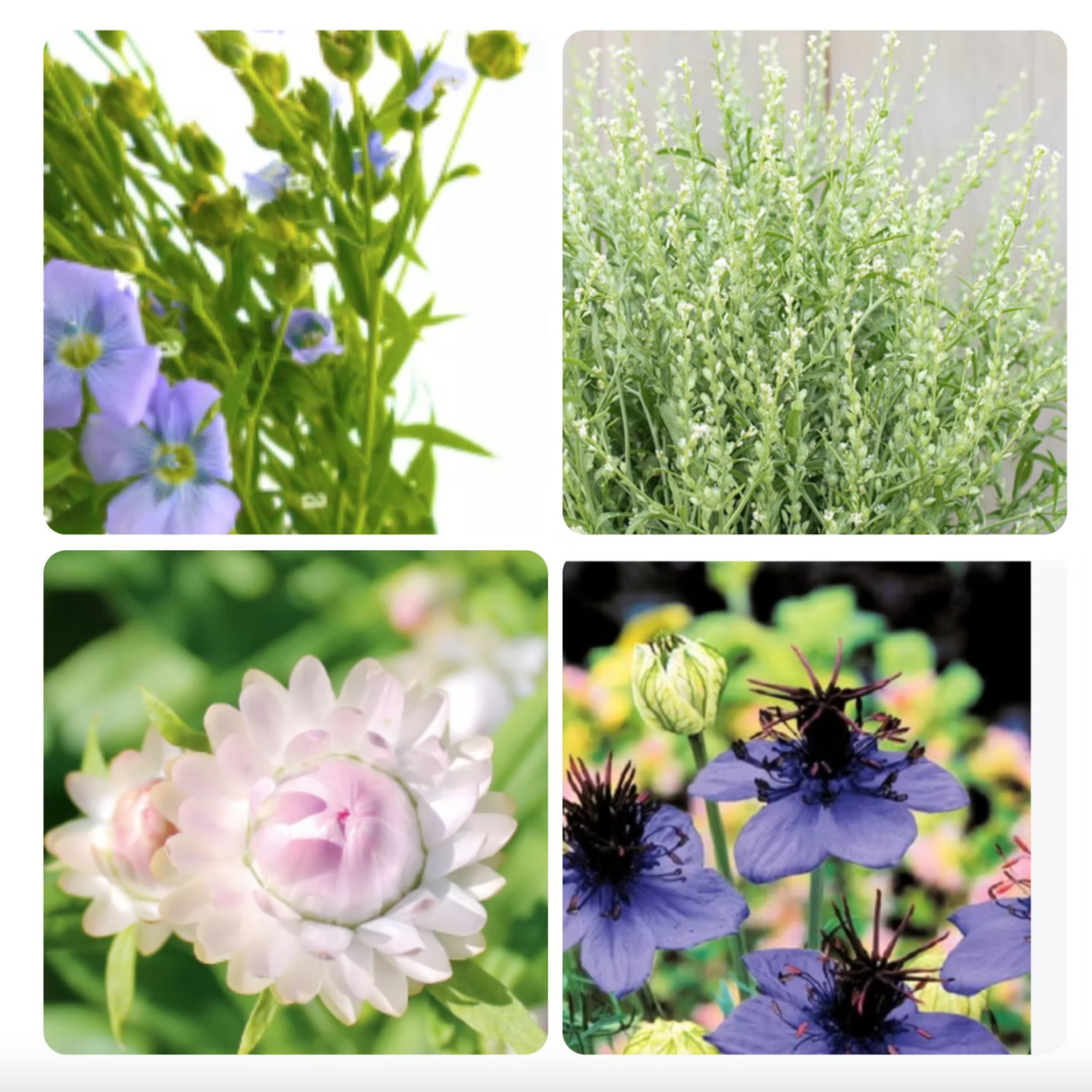 Eternel Bouquet Seeds - Flowers for Drying