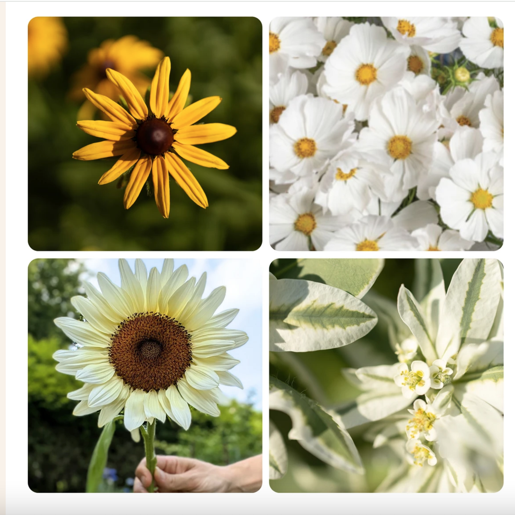 Bouquet Seeds - Glorious