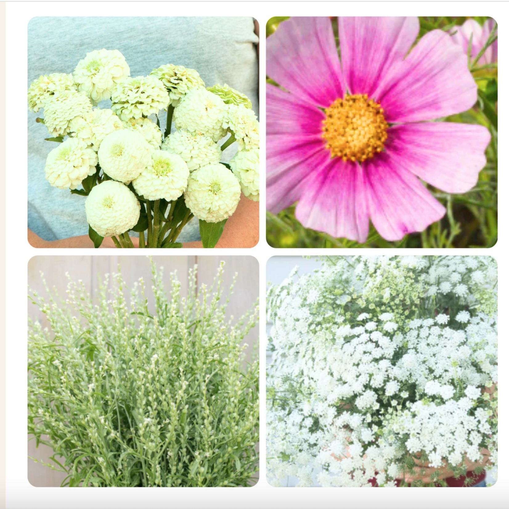 Bouquet Seeds - Butterfly