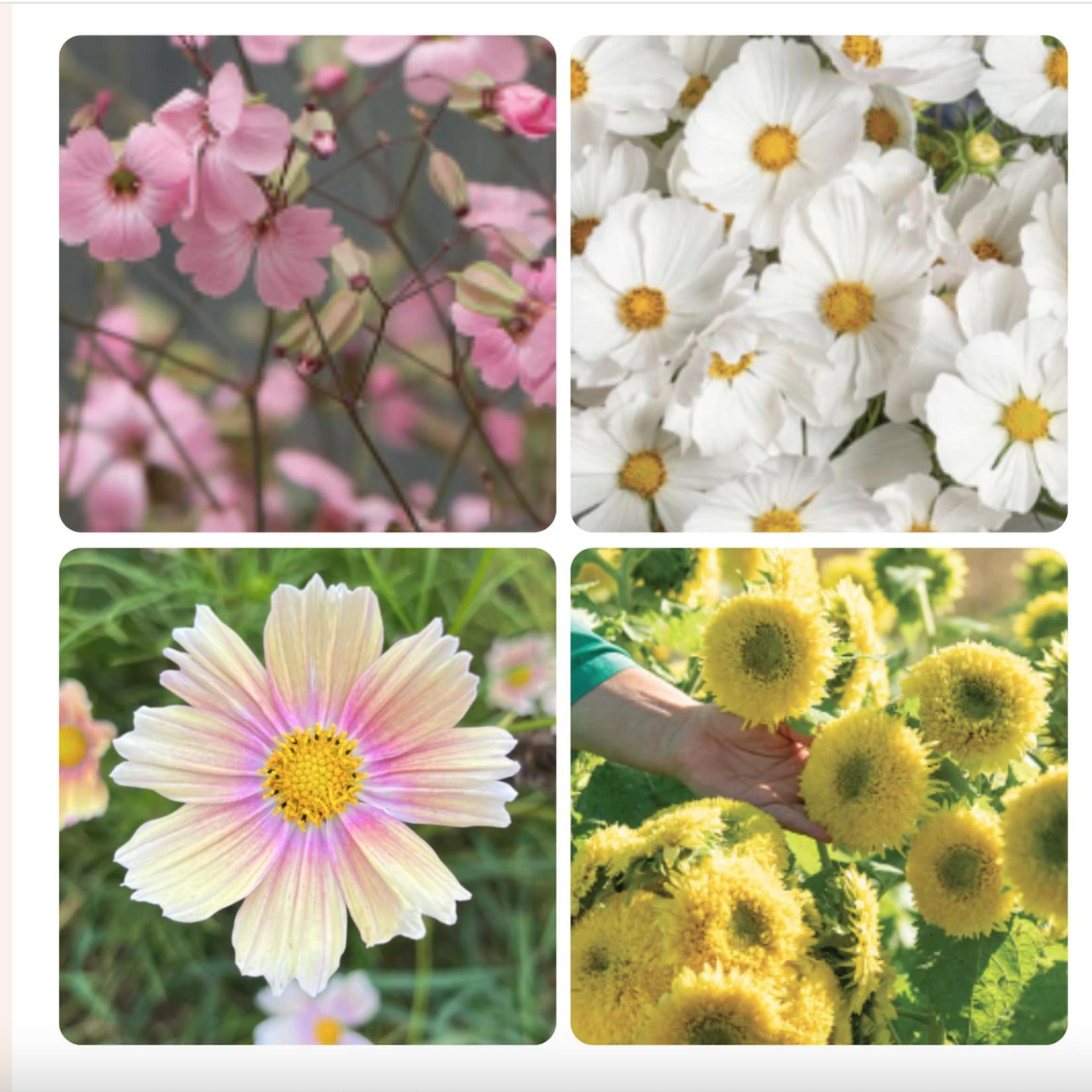 Semences Bouquet - Champêtre