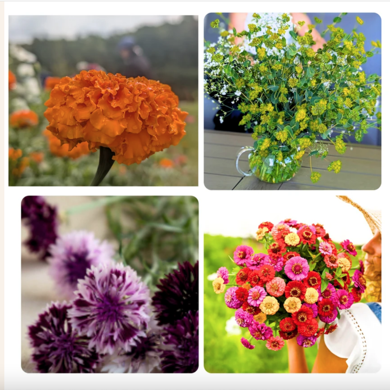 Bouquet Seeds - Balcony