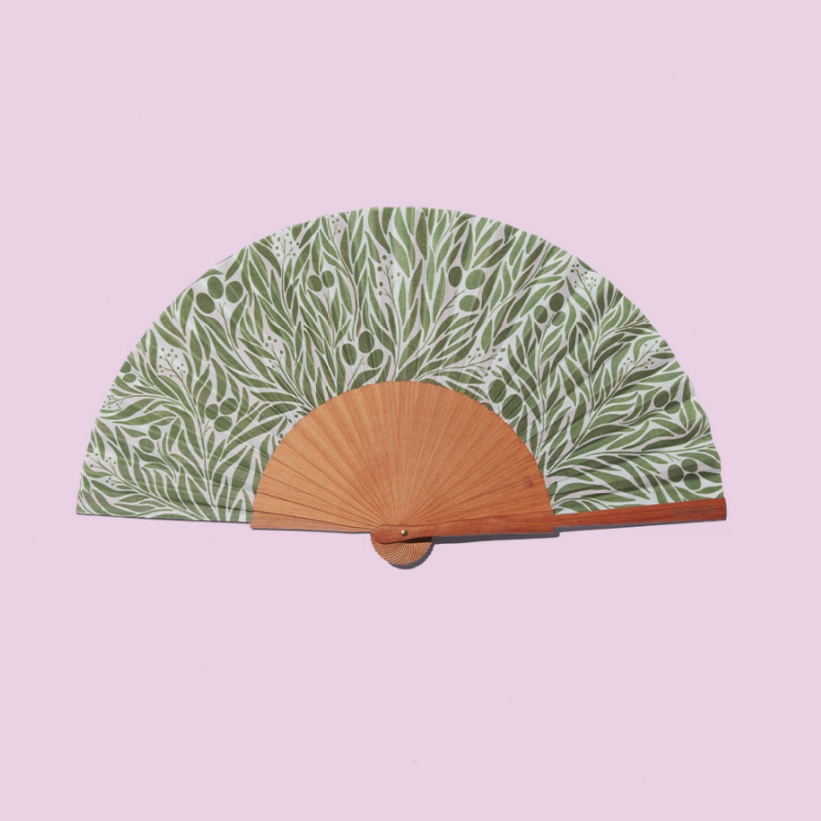 A fan of Mediterranean Fan