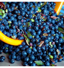 Wild Blueberry Dark Balsamic