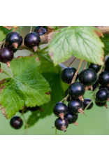 Black Currant Dark Balsamic