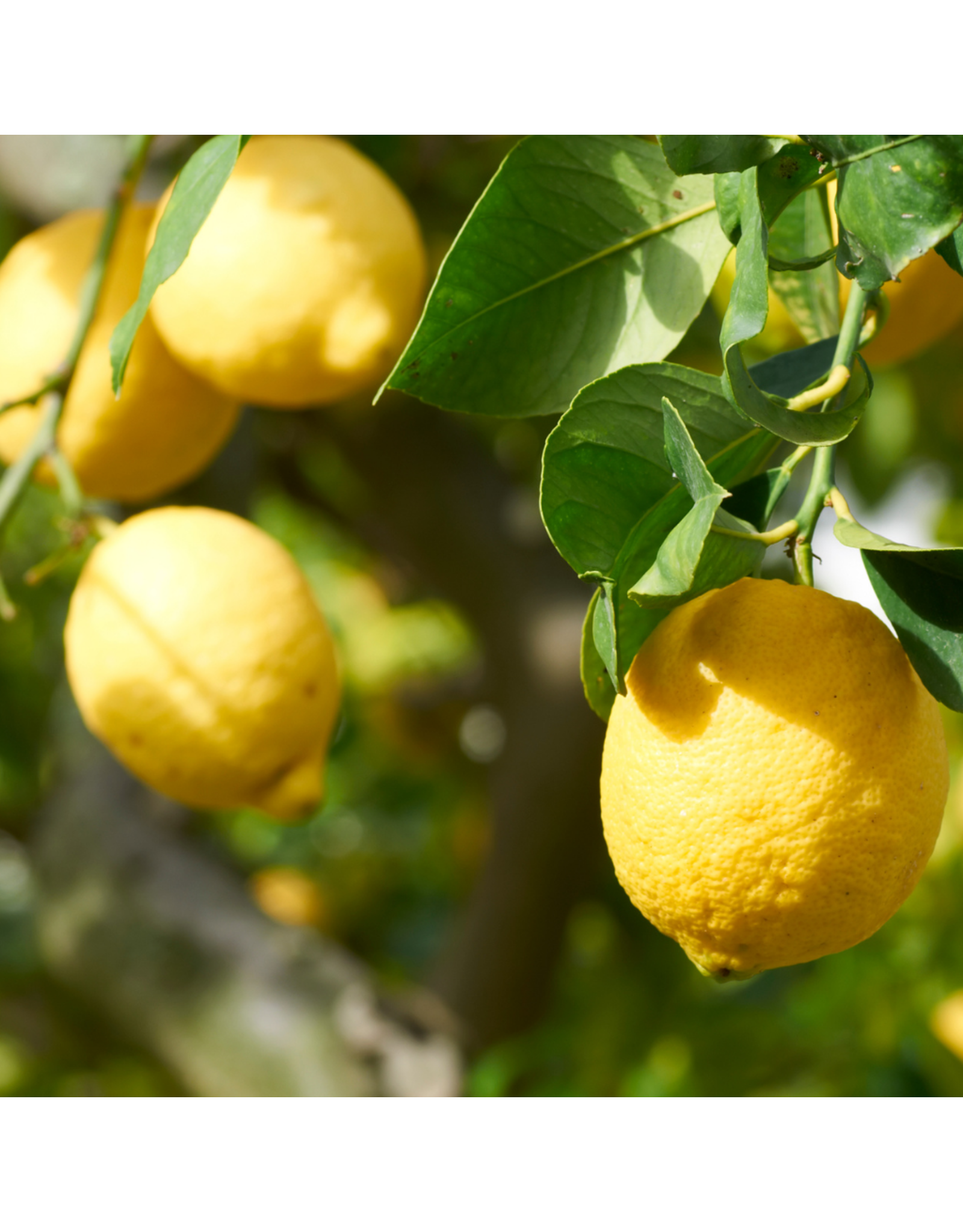 Sicilian Lemon White Balsamic – Maine-ly Drizzle