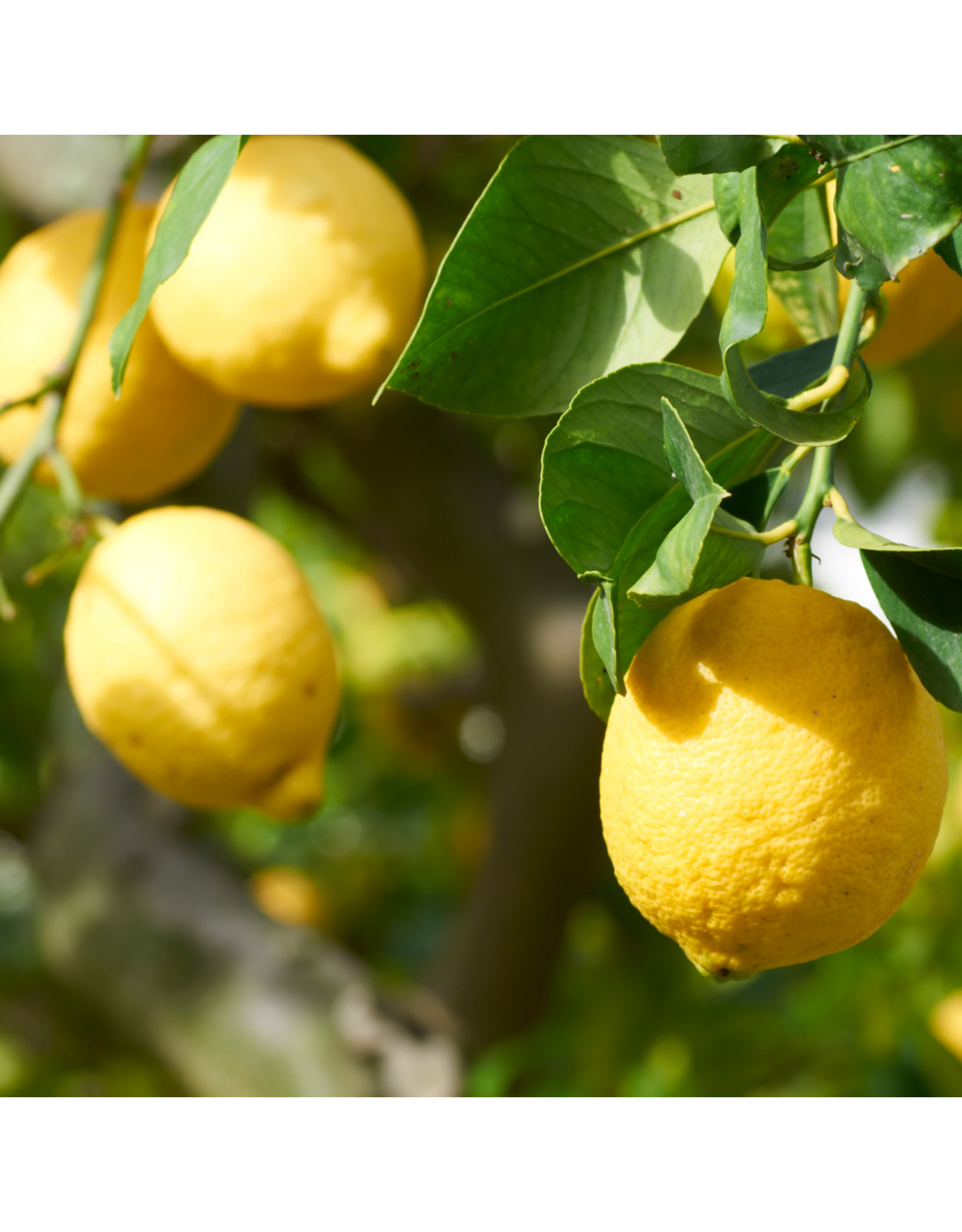 Sicilian Lemon