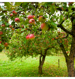 Apple Cider Vinegar