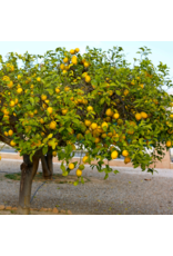 Eureka Lemon Whole Fruit Fused Agrumato