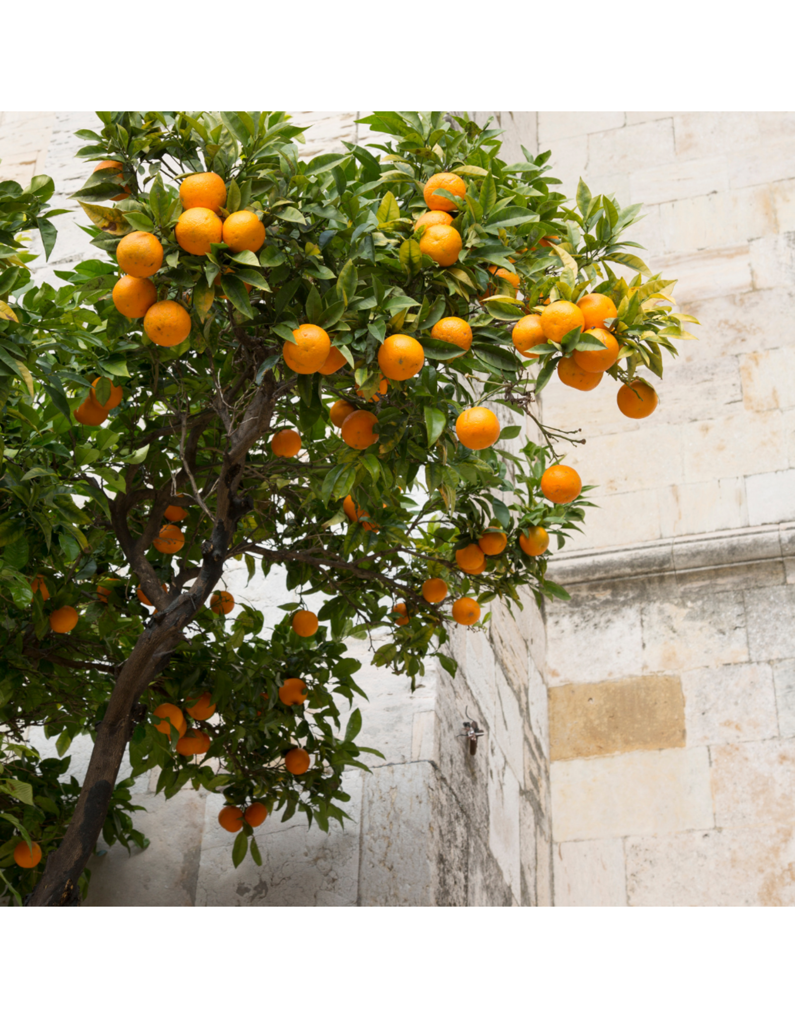 Blood Orange Whole Fruit Fused Agrumato