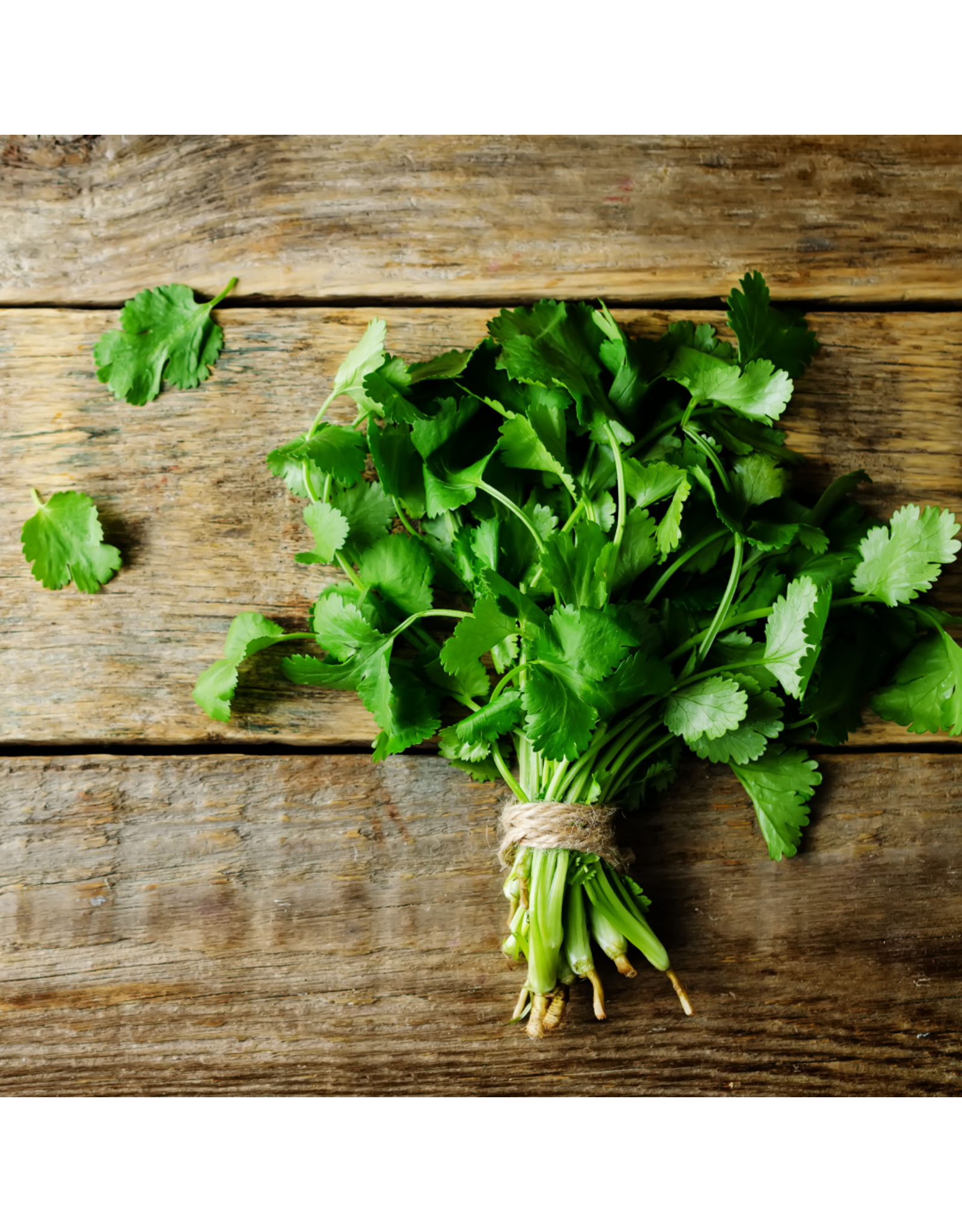 Cilantro & Roasted Onion Infused Olive Oil