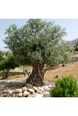 Barnea (Peru) Barnea (Peru)