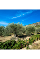 Arbequina (Robust Chile)